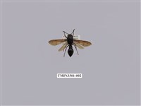 藏品(漆黑鐘腰蜾蠃)的圖片